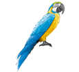 Blue-and-yellow Macaw ##STADE## - plumages 5