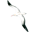 Albatross ##STADE## - plumages 5