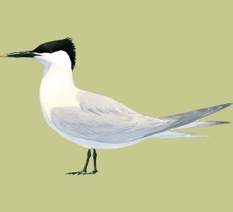 Take in a sandwich tern species bird