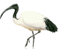 Sacred Ibis ##STADE## - plumages 65
