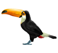 Toucan ##STADE## - plumages 46