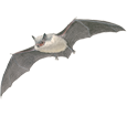 Bat ##STADE## - plumages 69